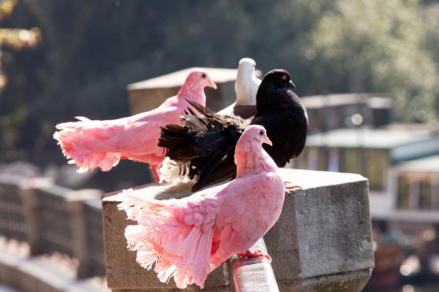 是對中國隊 是對中國隊