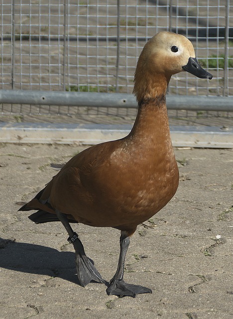他不仅展现